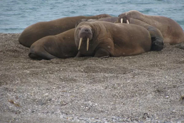 Walrus lounge along the beach in the Arctic