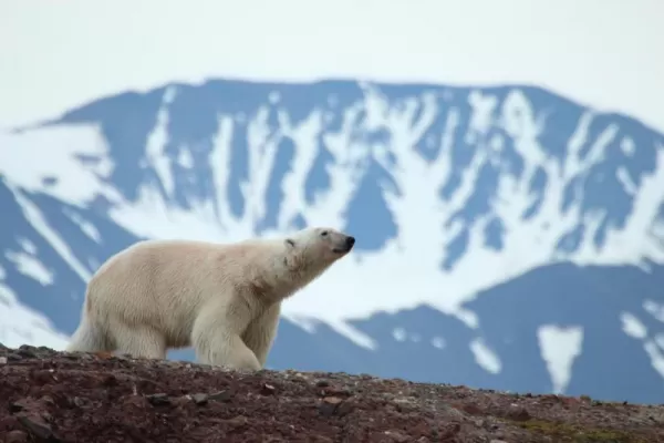 Polar bears roam freely in the Arctic