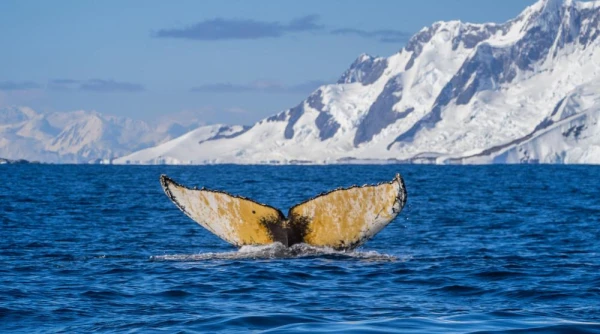 Glimpse of a whale in Antarctica