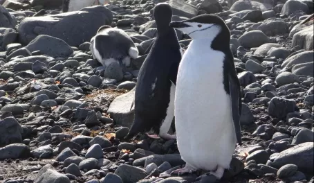 Barrientos Island: Chinstrap Penguins