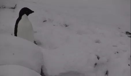 We saw an Adelie penguin! This was one of the 4 we saw on our trip around Petermann Island