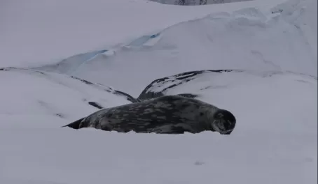 Weddell seals lounging on the ice at Pleneau Island
