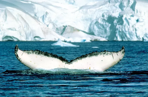 The fluke of a humpback whale