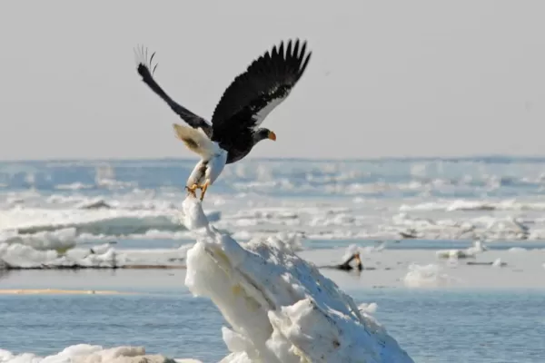 A Stellar's Sea Eagle takes flight