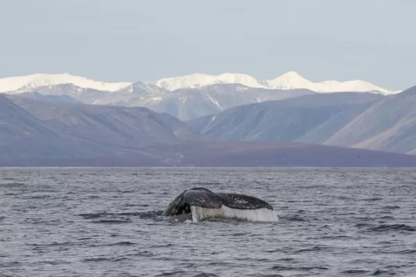 Whalewatching off the Chukotka Peninsula