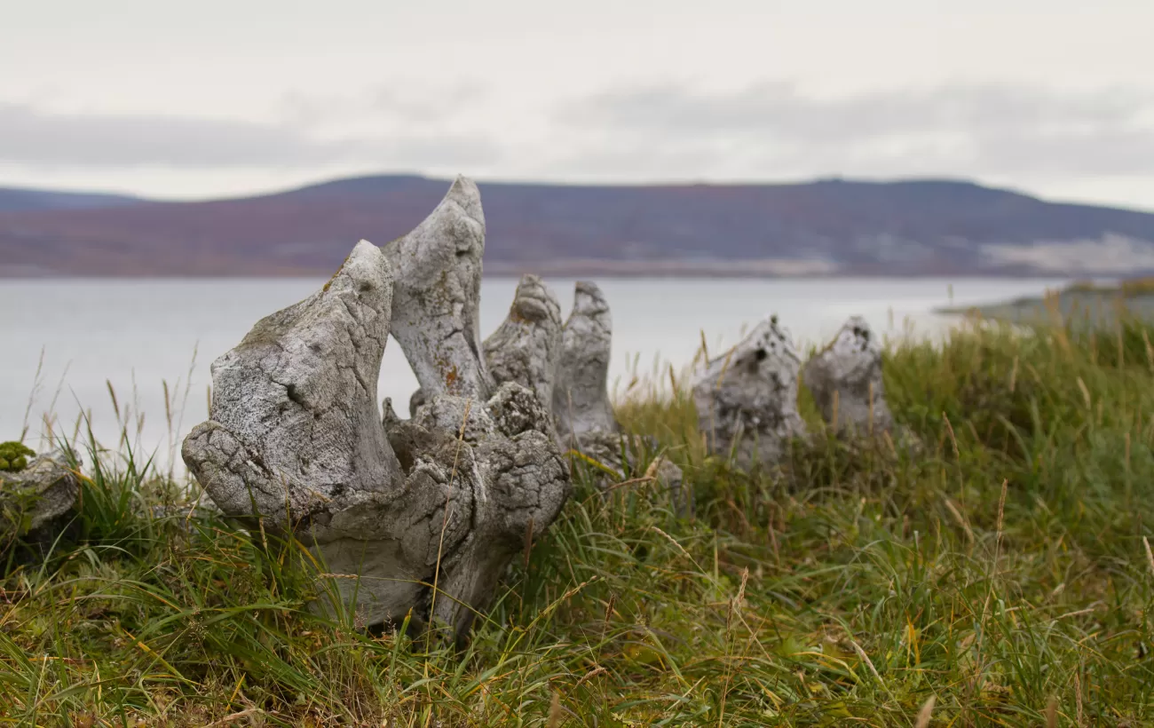 Whalebones sprinkle the Russian Arctic coast