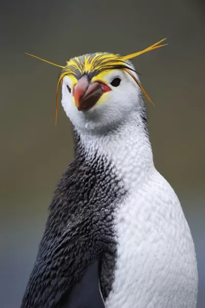 Royal penguin in Antarctica