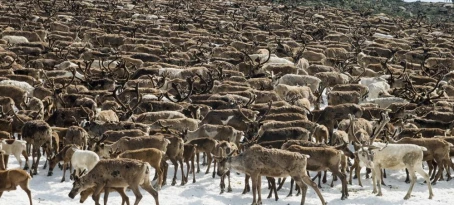 Herd of Arctic reindeer