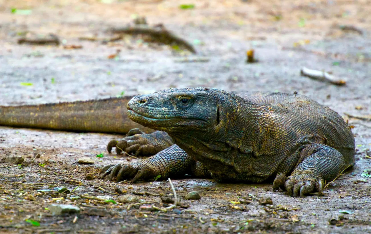 A komodo dragon rests on the shore