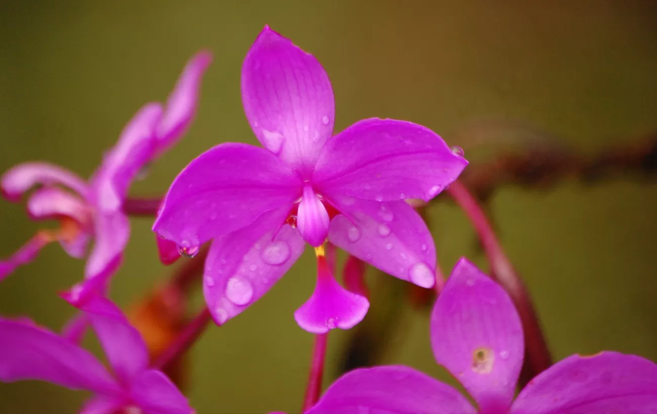Orchids of Costa Rica