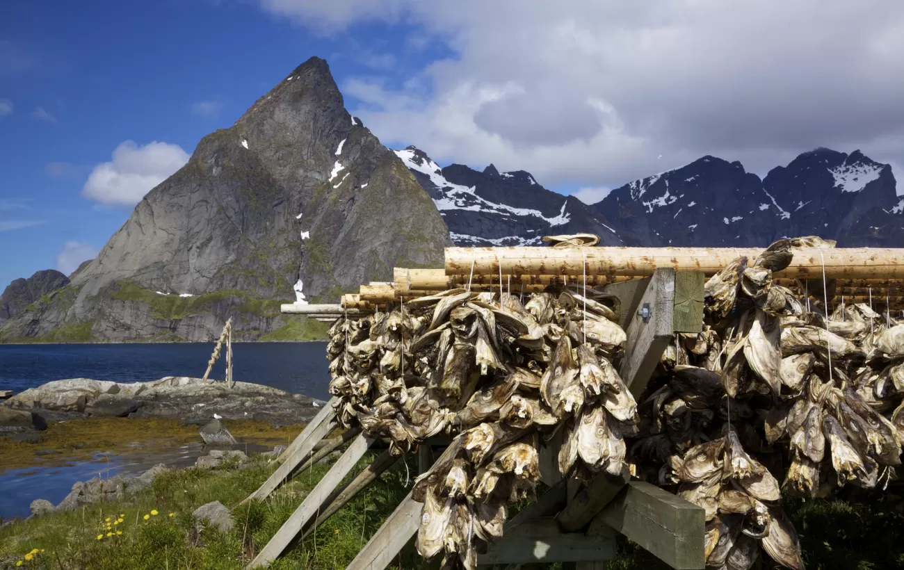 Drying stockfish on Lofoten, Norway
