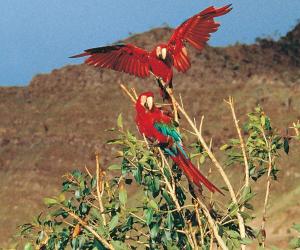 Scarlet Macaws at Tambopata