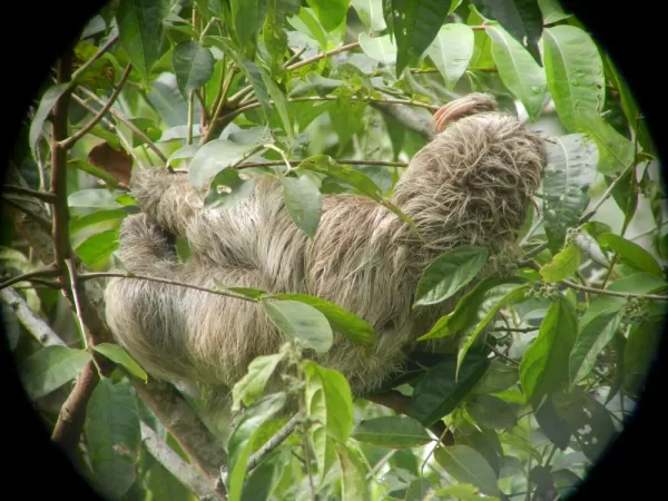 More Sloth Goodness!