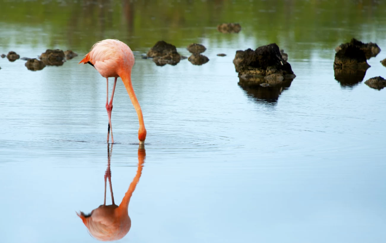 Flamingo wading in the water