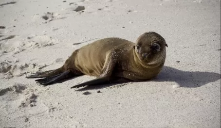 A baby sea lion