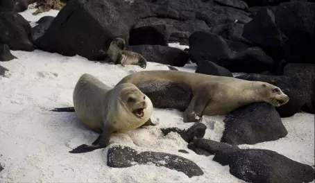 A mother and father sea lion get protective of their baby