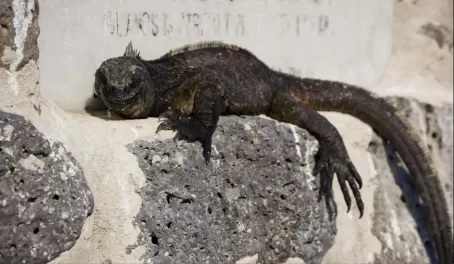 A marine iguana