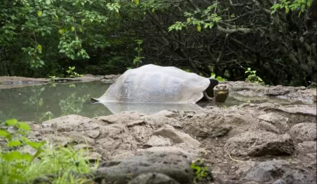 A giant tortoise on San Cristobal
