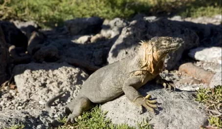 A land iguana