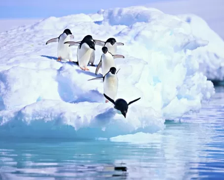 Penguin jump in Antarctica