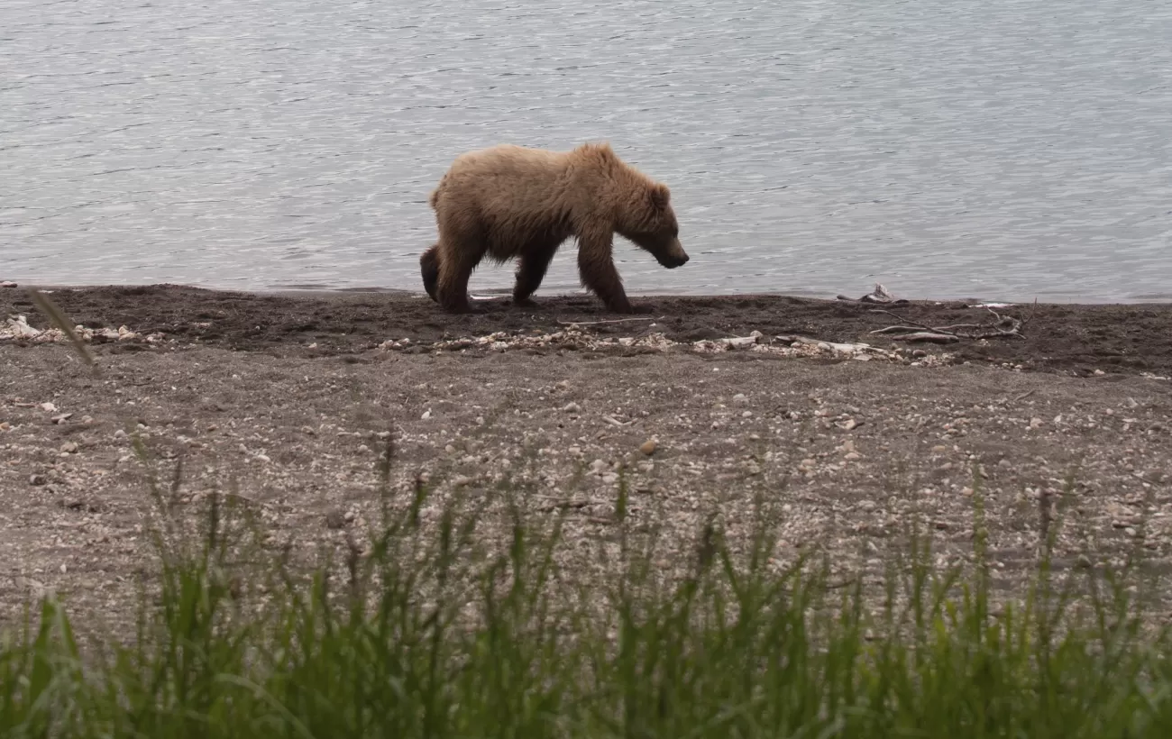 A grizzly walks along the shore of the Canadian wilderness