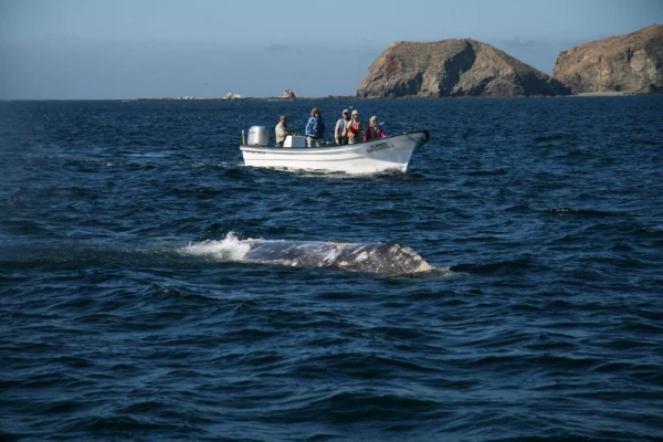 Whale watching in Magdalena Bay