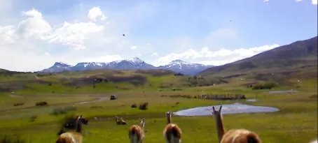 Guanacos hanging out....many many of these
