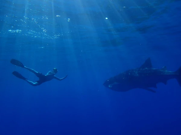Whale shark and snorkeler