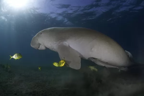 Dugong swimming with fish