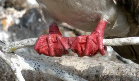 love the red feet