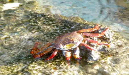 Crab in the Galapagos