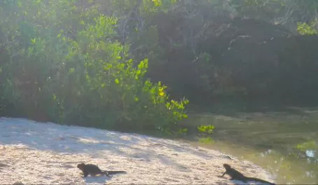 iguanas immerge