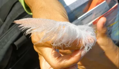 A flamingo feather coved in dew
