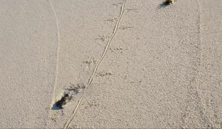 Iguana tracks