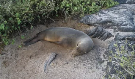 Sea lion taking a nap on our path