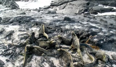 Love the piles of iguanas