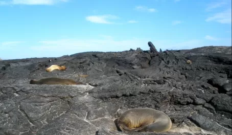 Sea Lions on the Lava