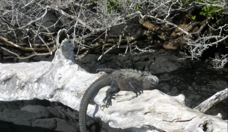 Super rare to see an iguana on a log