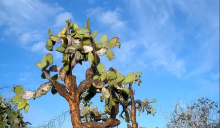 Huge Cactus!