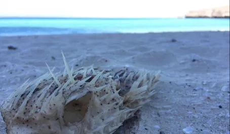 Blowfish on the beach