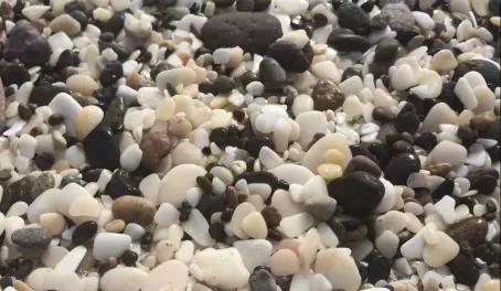 Sea shells on our Mexican beach
