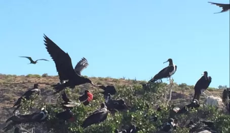 Frigate birds in the Sea of Cortez