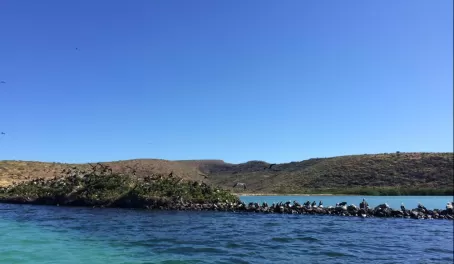 Frigate birds on the Sea of Cortez