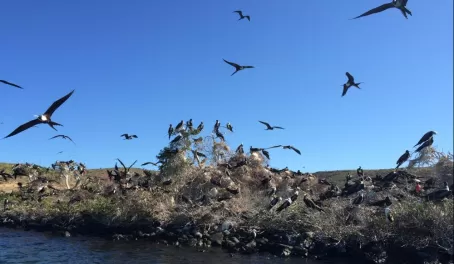 Frigate birds in Sea of Cortez