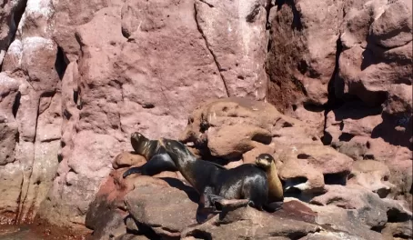 sea lions on Los Islotes