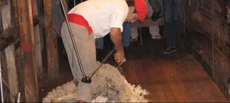 Sheering a sheep in Calafate