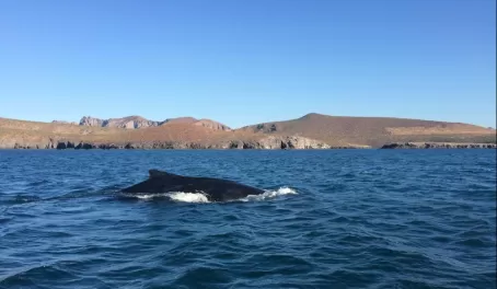 Humpback whales in the Sea of Cortez