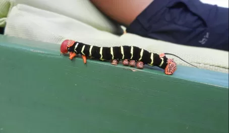 Caterpillar in Belize