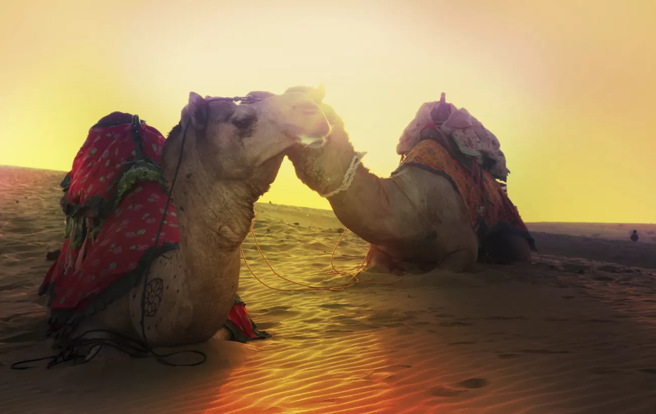 Camels laying down in the sunset