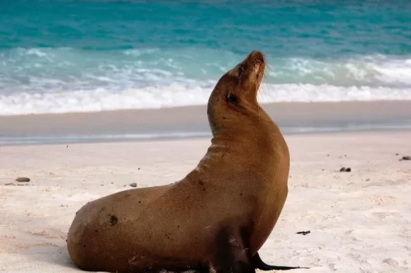 Sea Lion sighting on a Galapagos beach
